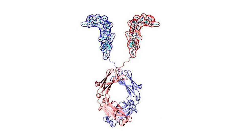 Una proteína descubierta por investigadores argentinos tiene efecto antitumoral en cáncer de colon