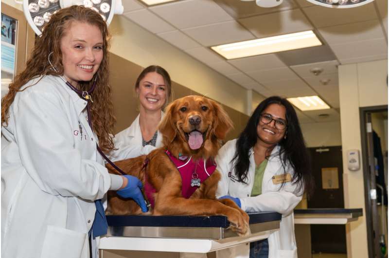 Investigadores encuentran que los medicamentos comunes para la acidez de estómago pueden ayudar a combatir el cáncer y otros trastornos inmunológicos en los perros