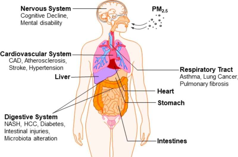 Cómo afecta la contaminación del aire al sistema digestivo