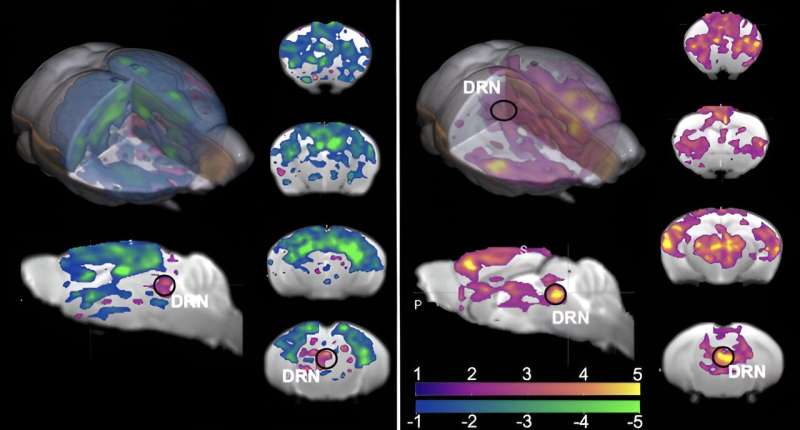 Los científicos demuestran que la serotonina activa áreas del cerebro que influyen en el comportamiento y la motivación