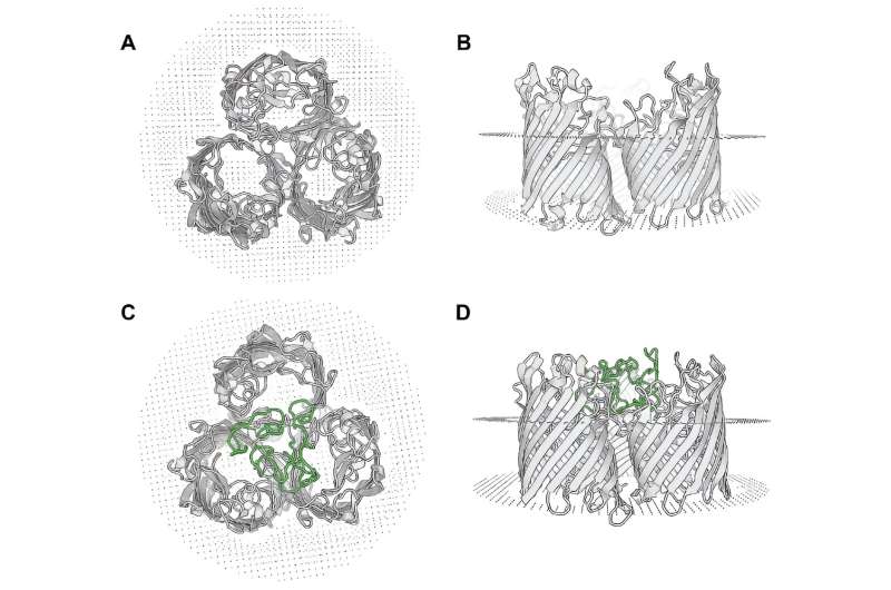 Los investigadores modifican genéticamente la bacteria E. coli con parte del virus del VIH en un intento por lograr una vacuna exitosa