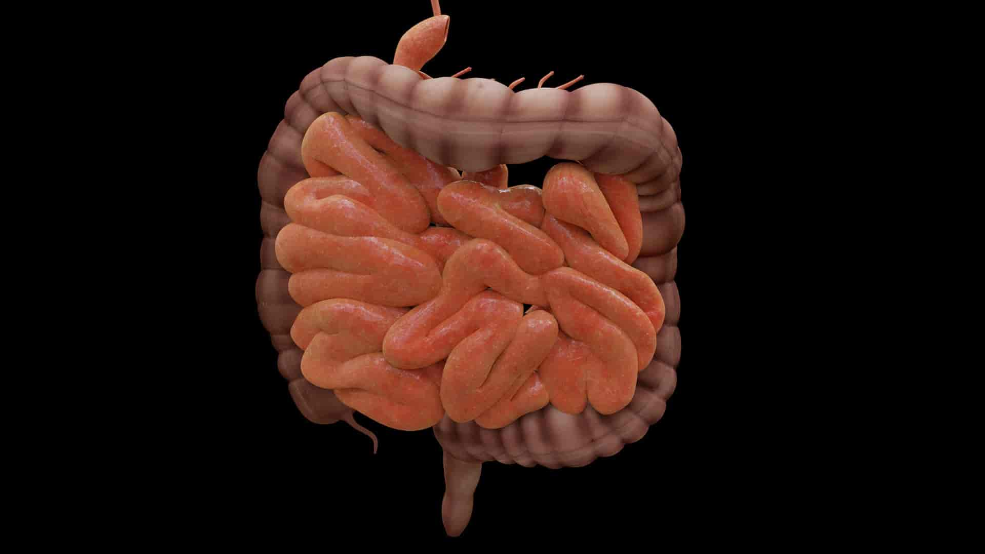 Una molécula elaborada en el intestino puede tener un efecto protector contra la gripe