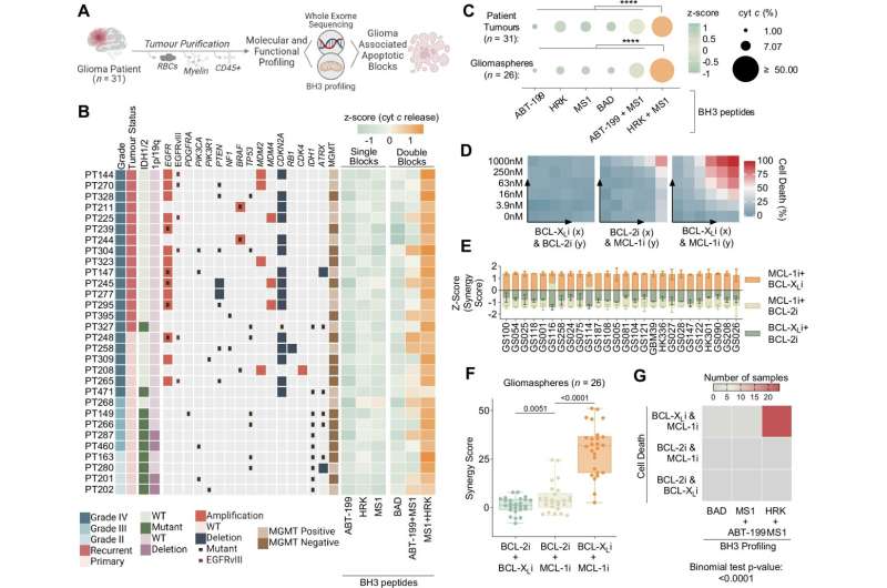 Un estudio revela cómo el glioblastoma evade el tratamiento e identifica una posible nueva estrategia de tratamiento