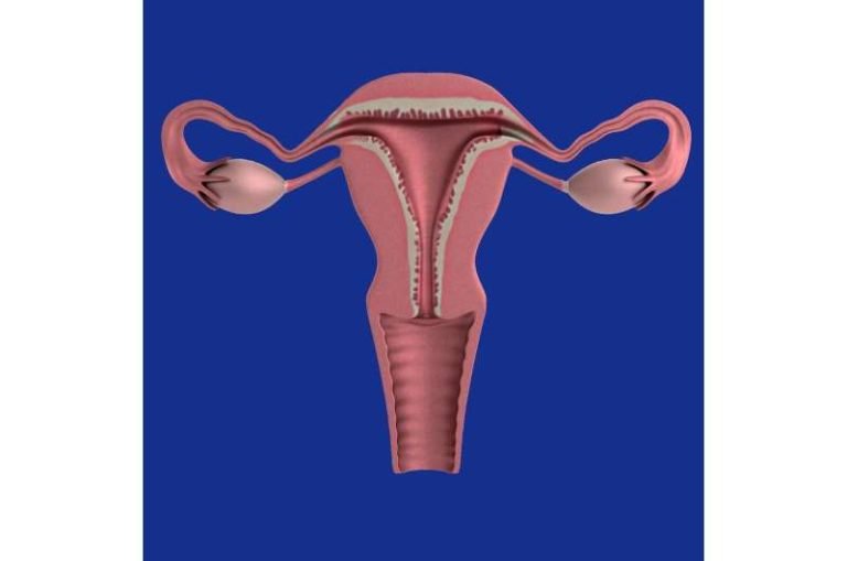 ovary.jpg-ovarios