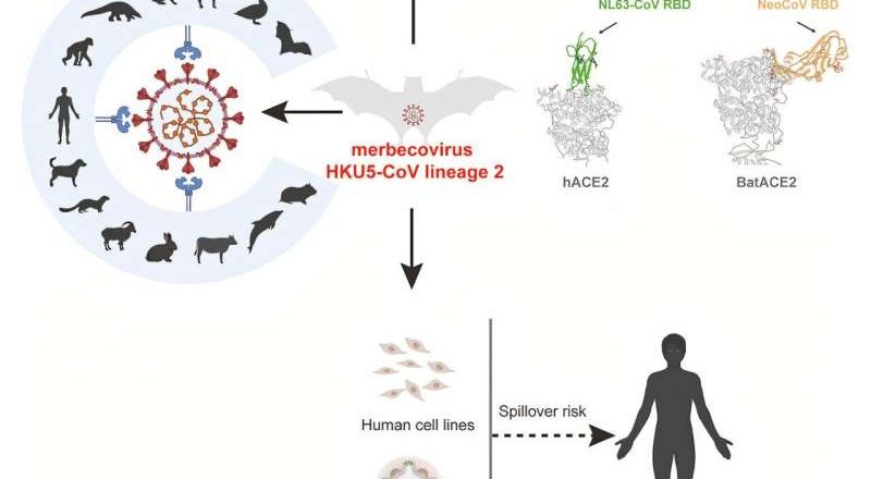 Otro nuevo virus encontrado en murciélagos con potencial de infectar a humanos: HKU5-CoV-2