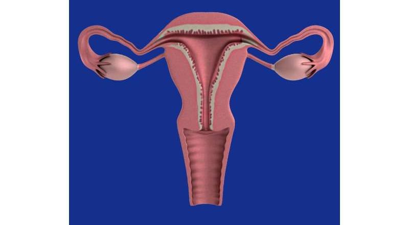 Trastornos ginecológicos comunes asociados a un mayor riesgo de enfermedades cardíacas y cerebrovasculares