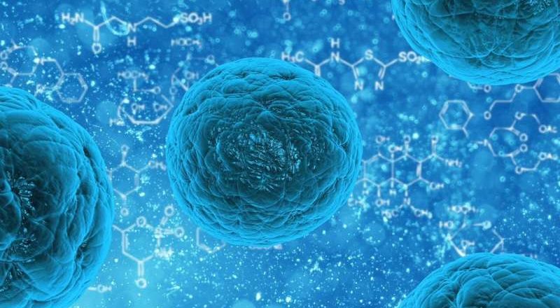 Un estudio descubre que las células T de tipo madre son clave para una respuesta inmunitaria duradera en el cáncer y las enfermedades crónicas