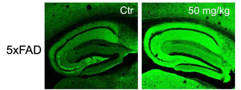 Un compuesto presente en hierbas comunes inspira un posible fármaco antiinflamatorio para la enfermedad de Alzheimer