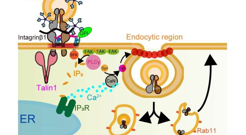 Descubriendo los mensajeros ocultos del cáncer: cómo las vesículas extracelulares ayudan a la propagación del tumor