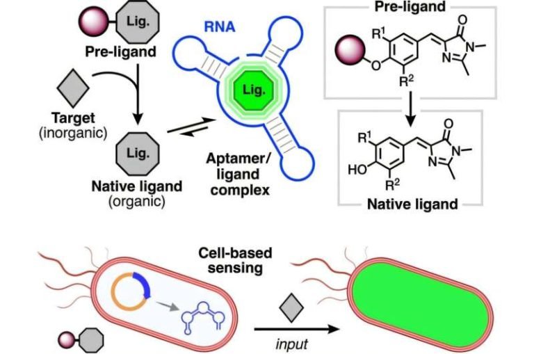 scientists-develop-pro