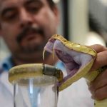 El suero antiveneno de serpiente demuestra ser tres veces más eficaz que el estándar