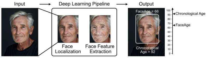 Una herramienta de IA utiliza fotos faciales para estimar la edad biológica y predecir los resultados del cáncer.
