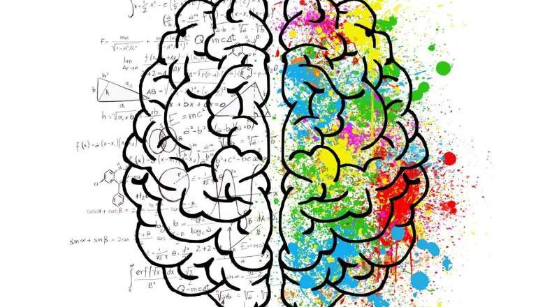 El cómo y el porqué de la división del cerebro en hemisferios