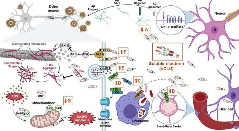 Un fármaco candidato que potencia la proteína protectora del cerebro en ratones tiene potencial para tratar la enfermedad de Alzheimer