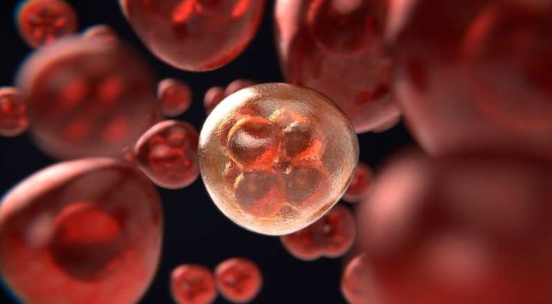 Un paso más hacia la producción segura de células madre sanguíneas para la medicina regenerativa