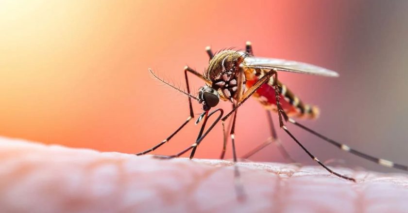 Vacunación contra la fiebre amarilla: cómo se desencadenan fuertes respuestas inmunitarias