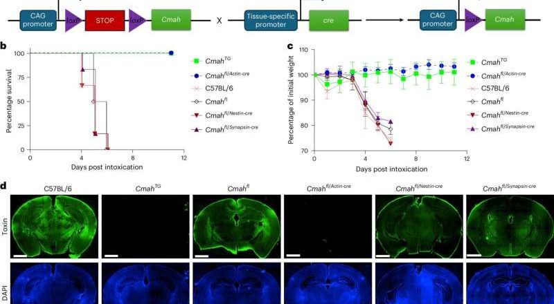 Cómo la fiebre tifoidea desencadena síntomas neurológicos graves