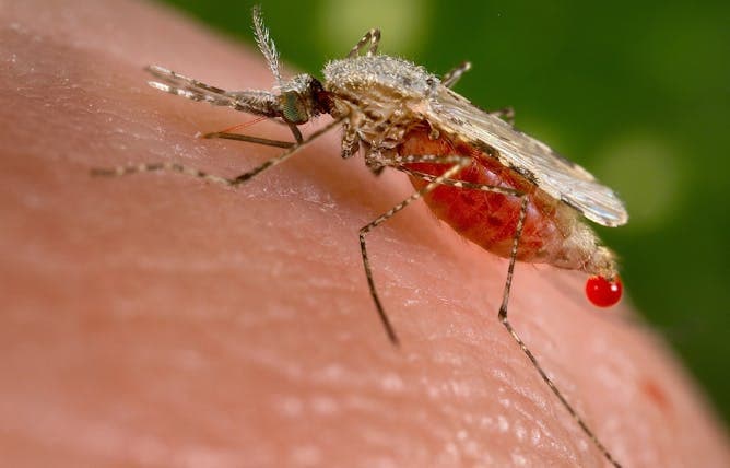 Necesitamos medicamentos nuevos para frenar enfermedades parasitarias como la malaria