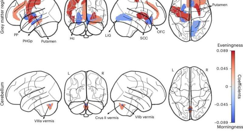 Nueva perspectiva sobre las raíces neurobiológicas de ser una persona «mañanera» o «noctámbulo»