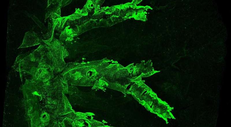 Descubren los orígenes del cáncer de pulmón común que afecta a los fumadores