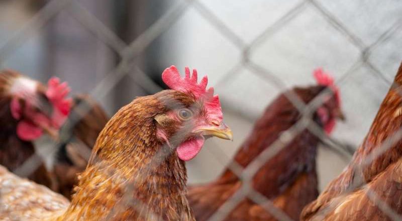 Los brotes de gripe aviar en mamíferos se duplican, lo que aumenta el riesgo humano, según informe