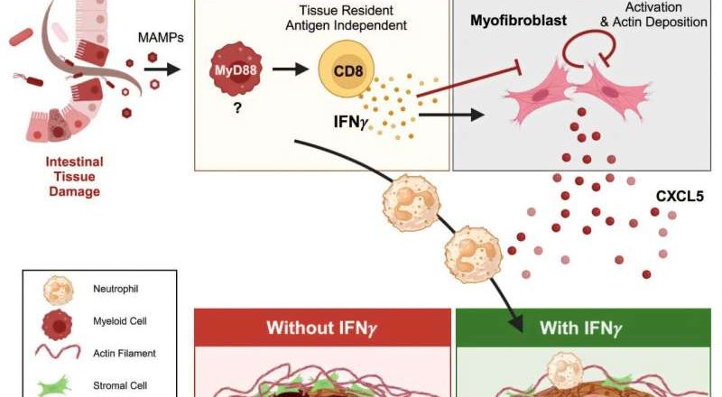 Investigadores descubren un nuevo mecanismo inmunológico que protege el intestino