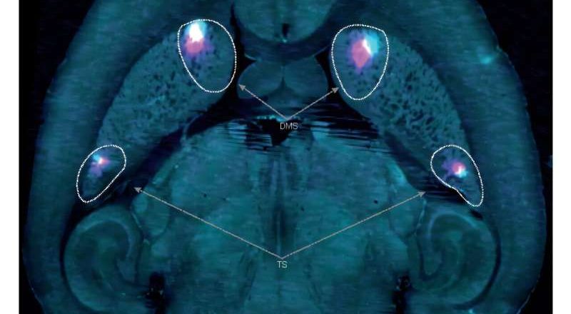 Los neurocientíficos revelan conocimientos sobre cómo el cerebro forma hábitos y por qué son tan difíciles de romper.