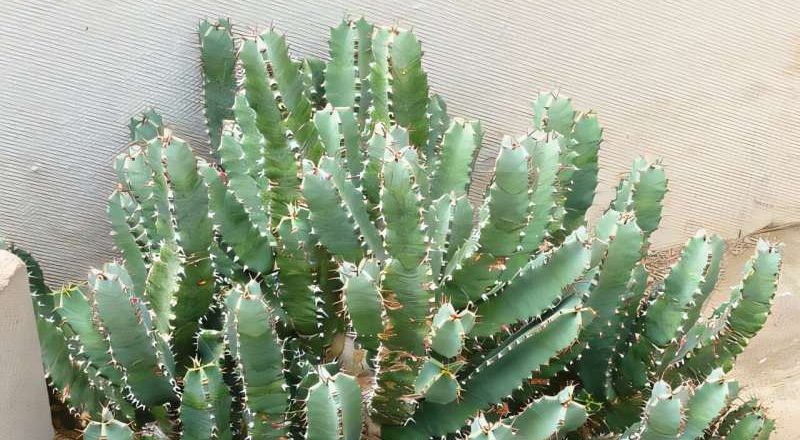Científicos son pioneros en un tratamiento prometedor derivado de una planta parecida al cactus para el dolor oncológico intratable