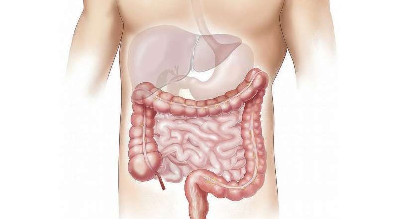 Un «cofre del tesoro» digestivo se muestra prometedor para el tratamiento farmacológico dirigido al intestino
