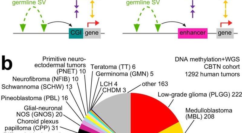 Un estudio descubre la fuente de variación genética que influye en los tumores cerebrales infantiles