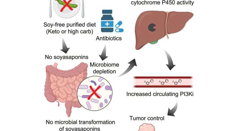 Las moléculas pequeñas presentes en los alimentos de origen vegetal podrían reducir la eficacia de los medicamentos contra el cáncer
