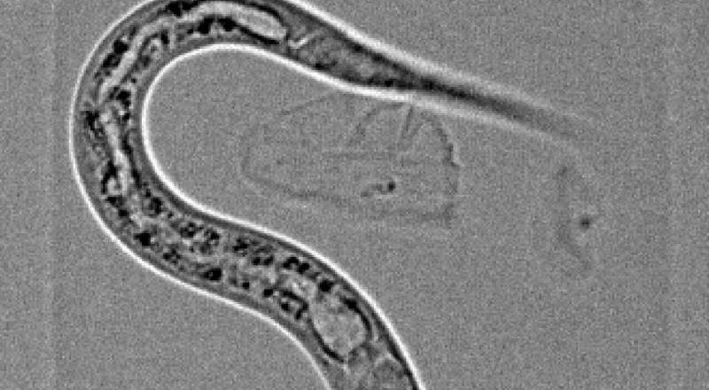 El interruptor del sueño: cómo una señal cerebral activa y desactiva el sueño