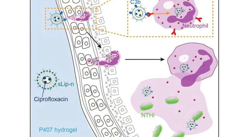 Un gel de dosis única elimina las infecciones de oído en un estudio con animales en 24 horas