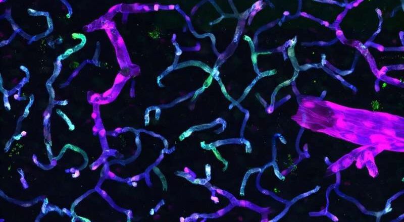 Los investigadores contribuyen a un nuevo conjunto de herramientas para combatir los trastornos cerebrales