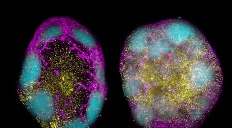 Las vacunas del futuro podrían aprovechar el sistema inmunológico para una protección duradera