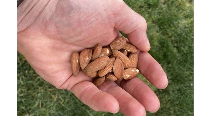 Un snack diario de almendras mejora la salud de las personas con síndrome metabólico