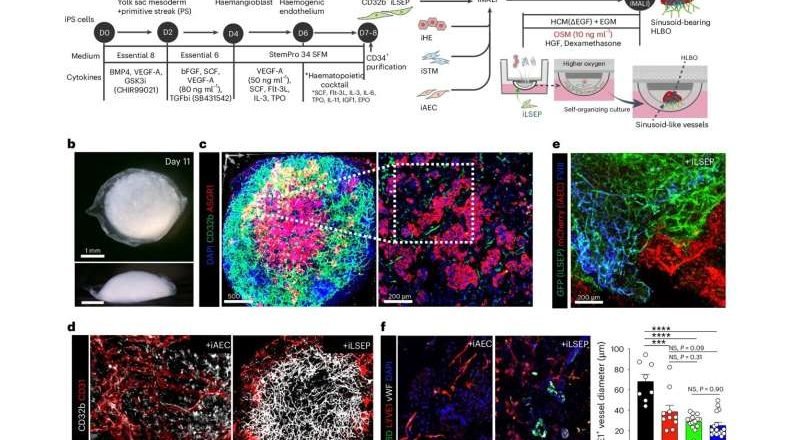 Un organoide hepático genera por primera vez vasos sanguíneos específicos para cada órgano.