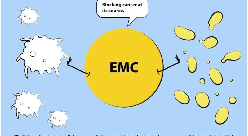 Una sustancia natural puede bloquear una vía energética recién descubierta en las células cancerosas