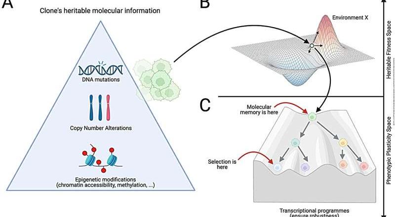 Científicos descubren pistas sobre la resistencia a los fármacos en el cáncer de intestino