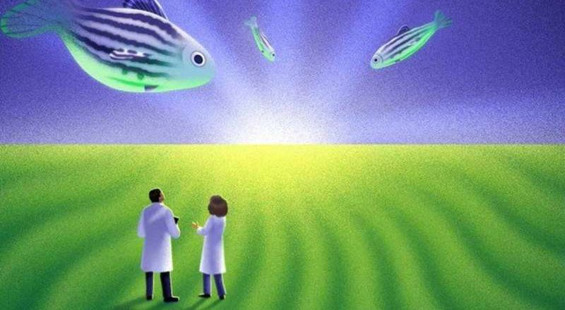 La búsqueda para reinventar la anestesia
