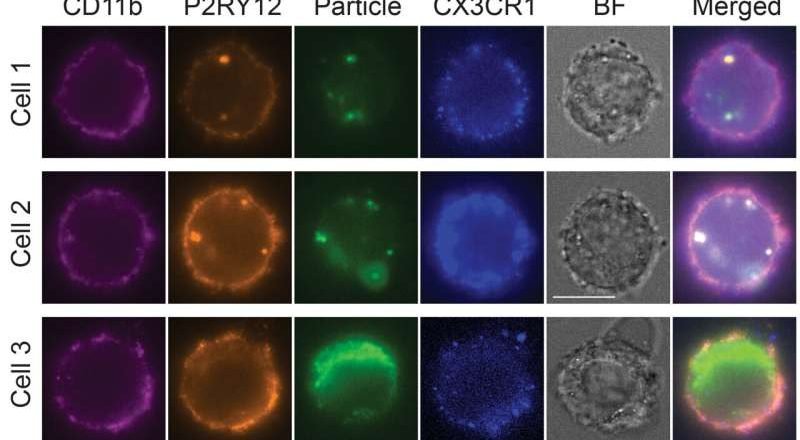 Una plataforma de células madre busca recrear el sistema inmunológico del cerebro utilizando células de microglía humana cultivadas en laboratorio.