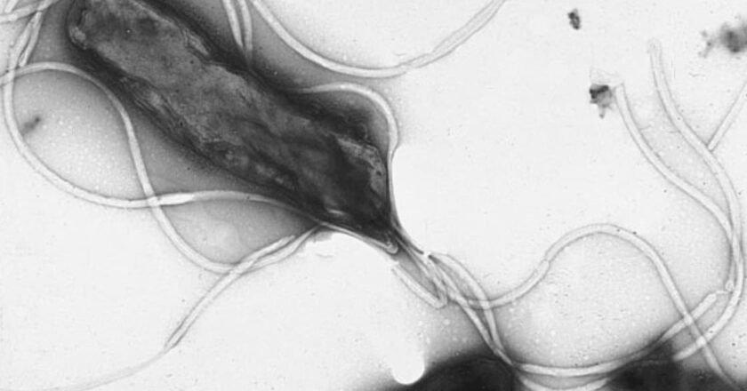 La ‘Helicobacter pylori’ podría causar casi 12 millones de casos de cáncer de estómago