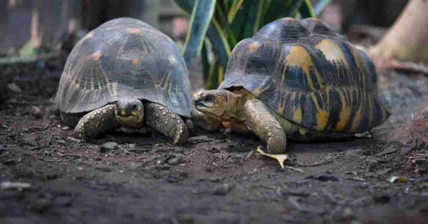 Las tortugas, un modelo para estudiar el envejecimiento y prevenir el cáncer