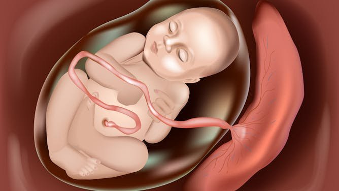 La batalla entre sexos se libra en el ring de la placenta