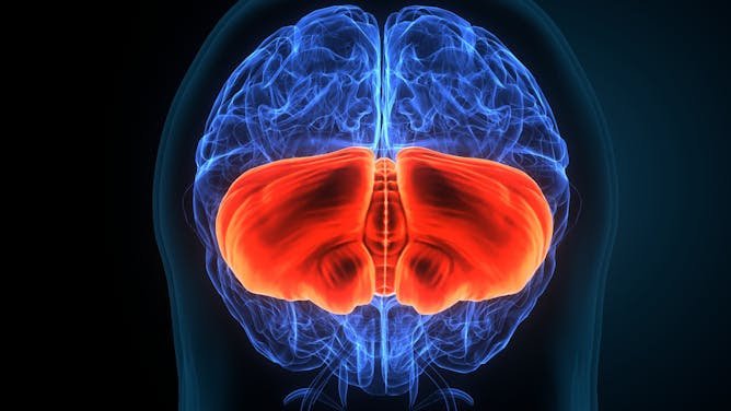 El cerebelo, una joya oculta del cerebro entre el arte y la ciencia