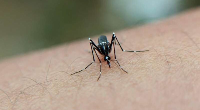 La OMS alerta sobre el riesgo de epidemia de Chikungunya