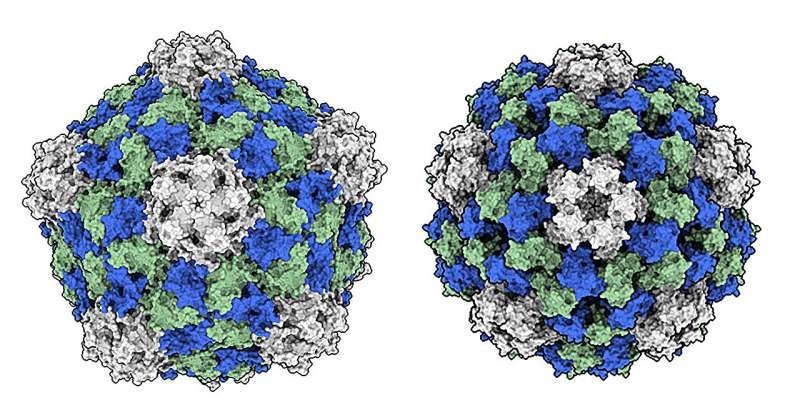 Un virus vegetal desencadena una respuesta inmunitaria que ataca y destruye las células cancerosas.