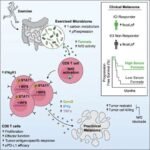 Los microbios intestinales podrían ser clave para comprender cómo el ejercicio potencia la respuesta a la inmunoterapia contra el cáncer