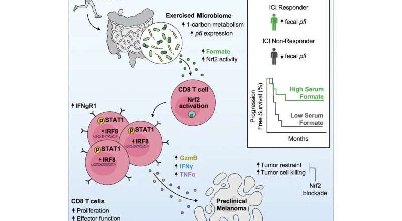 Los microbios intestinales podrían ser clave para comprender cómo el ejercicio potencia la respuesta a la inmunoterapia contra el cáncer
