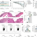 Cómo un metabolito común empeora la enfermedad inflamatoria intestinal